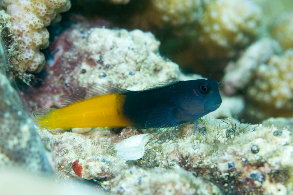 Bicolor Combtooth Blenny