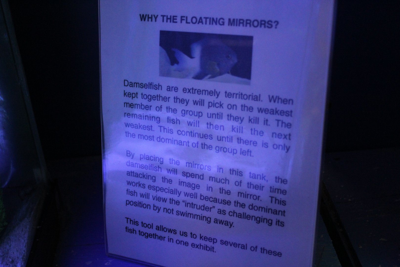 Bicolor Damselfish Mirror Fighting Sign