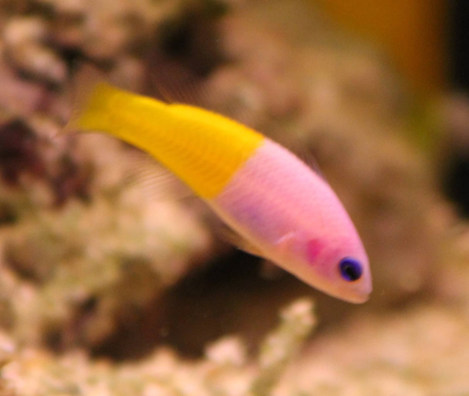 Bicolor Dottyback