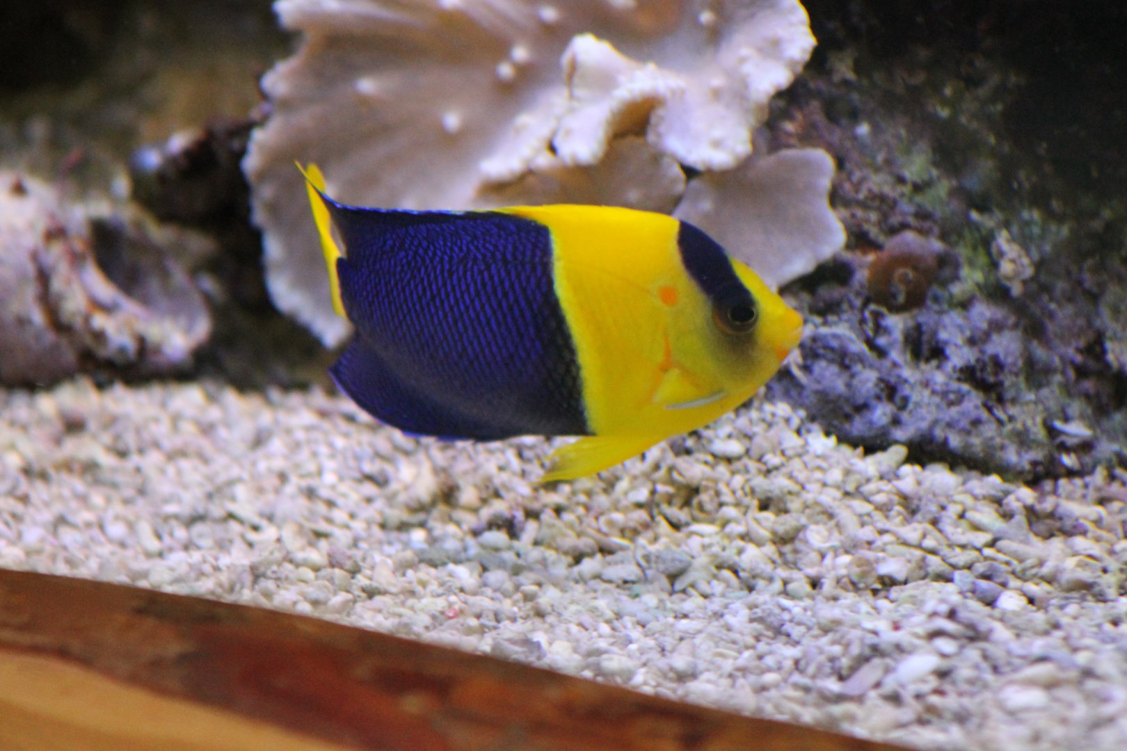 Bicolor dwarf angel - Centropyge bicolor