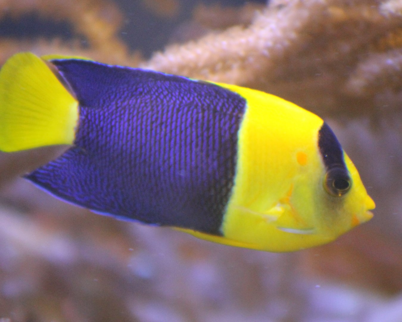 Bicolor dwarf angel - Centropyge bicolor