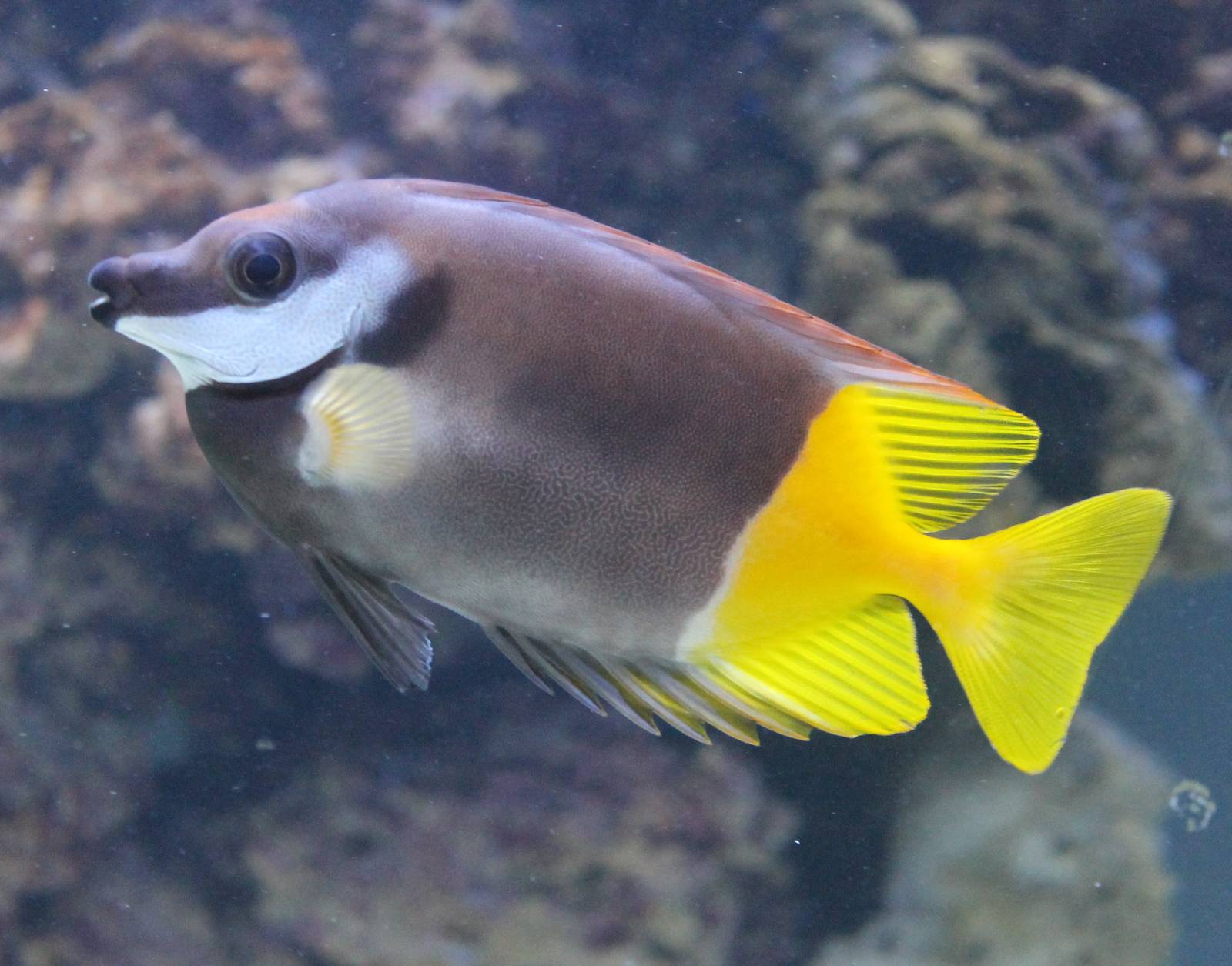 Bicolor Foxface (Siganus uspi)