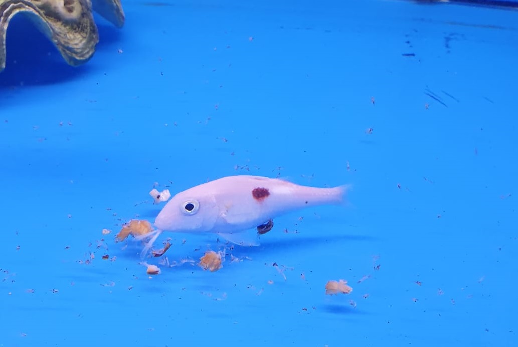 Bicolor goatfish - Parupeneus barberinoides