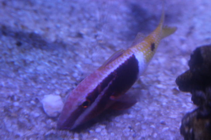 Bicolor goatfish (Parupeneus barberinoides)