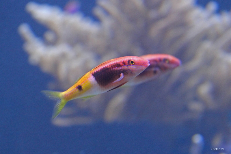 Bicolor goatfish