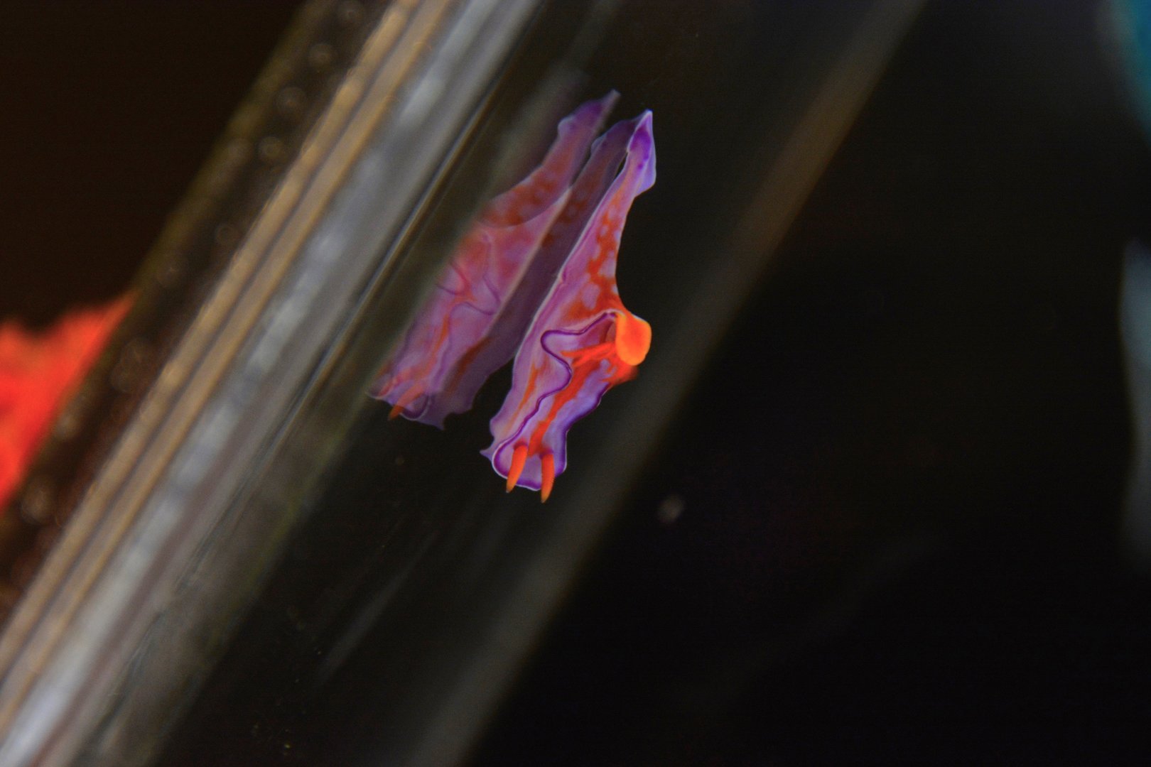 Bicolor nudibranch (Ceratosoma bicolor)