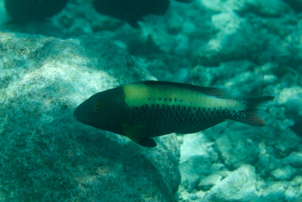 Bicolor Parrotfish (Cetoscarus bicolor)
