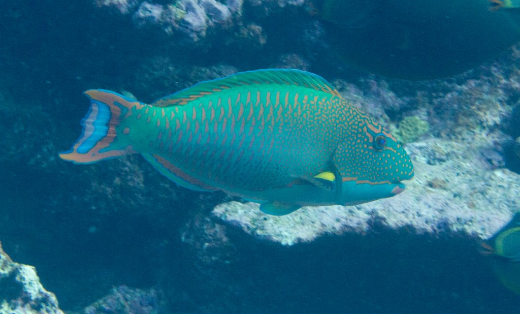 Bicolor Parrotfish TP (Cetoscarus bicolor)