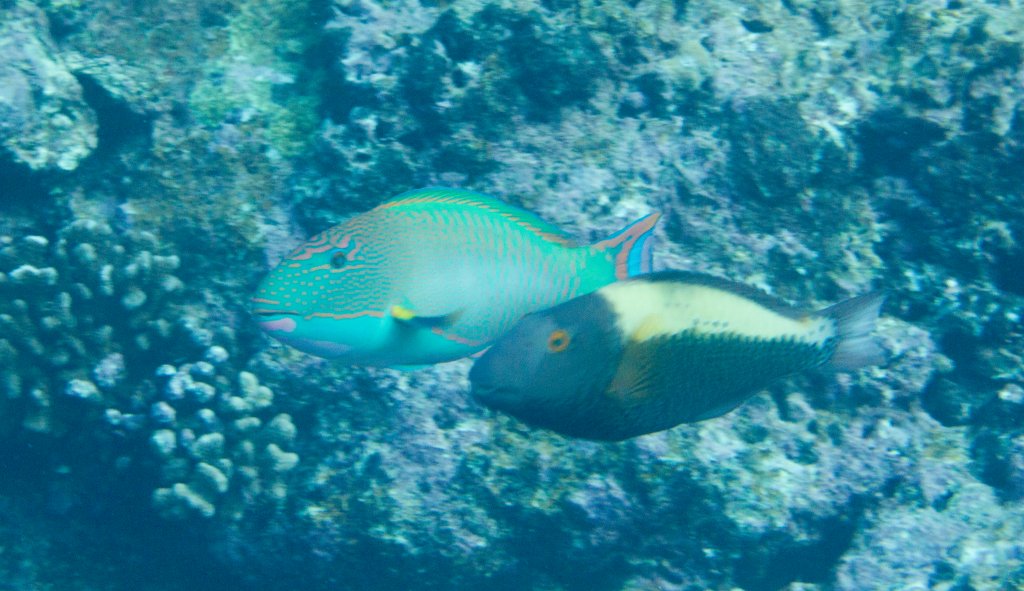 Bicolor Parrotfish TP & IP (Cetoscarus bicolor)