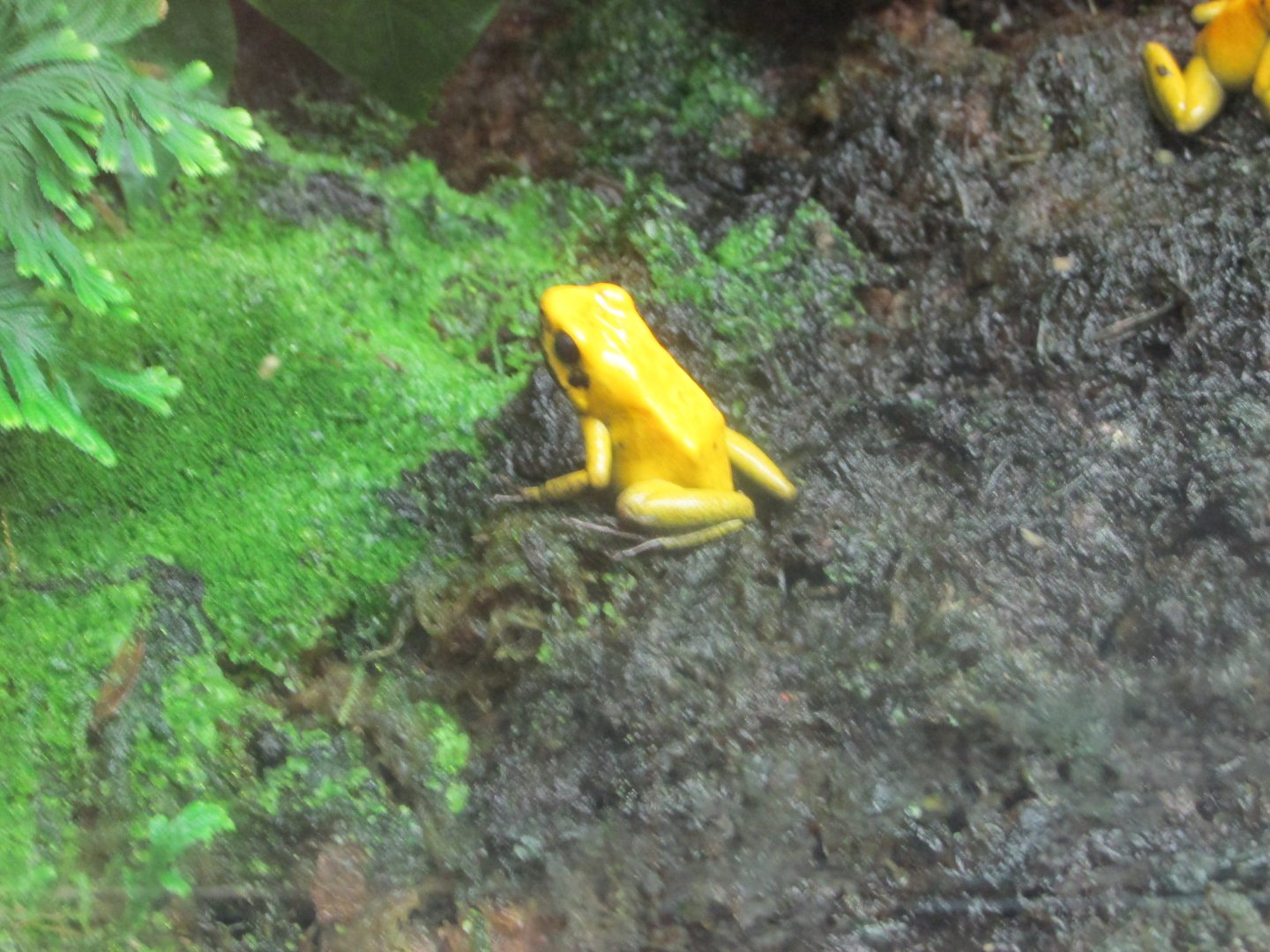 bicolor poison dart frog
