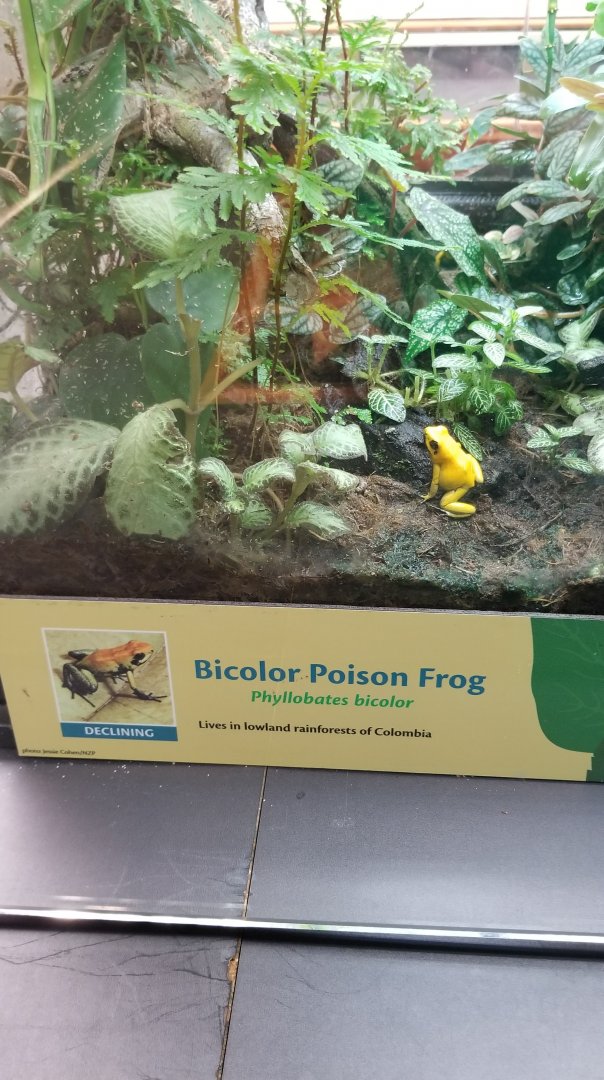 Bicolor Poison Frog, Amazonia