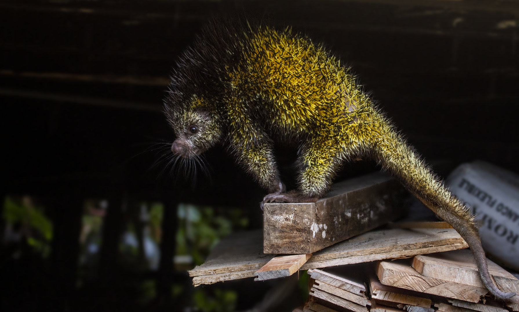 Bicolor-spined porcupine, Coendou bicolor