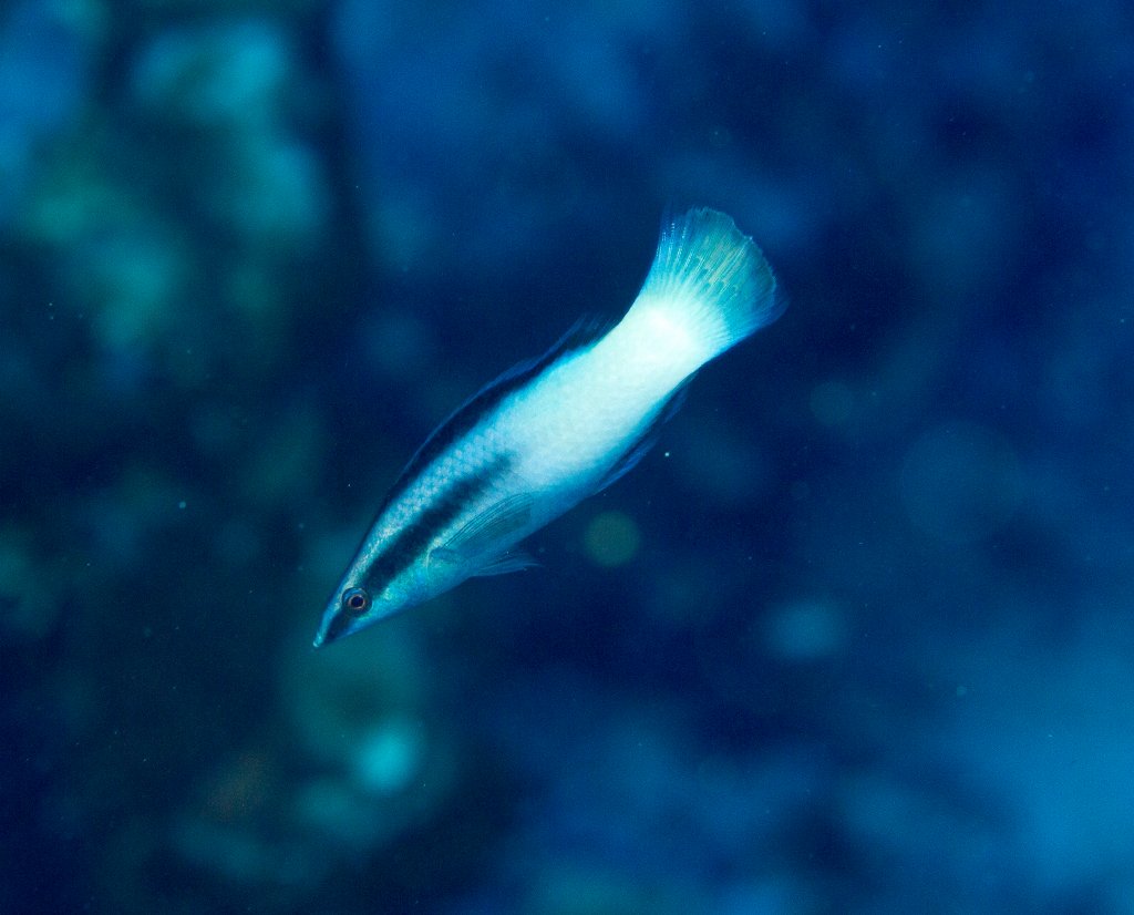 Bicolor Wrasse
