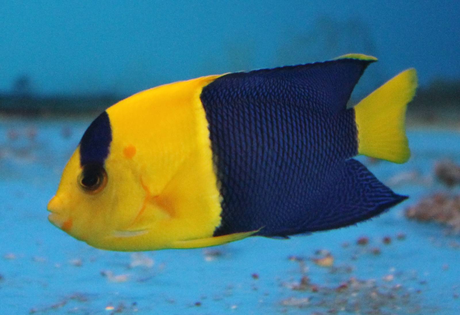 Bicolored angelfish