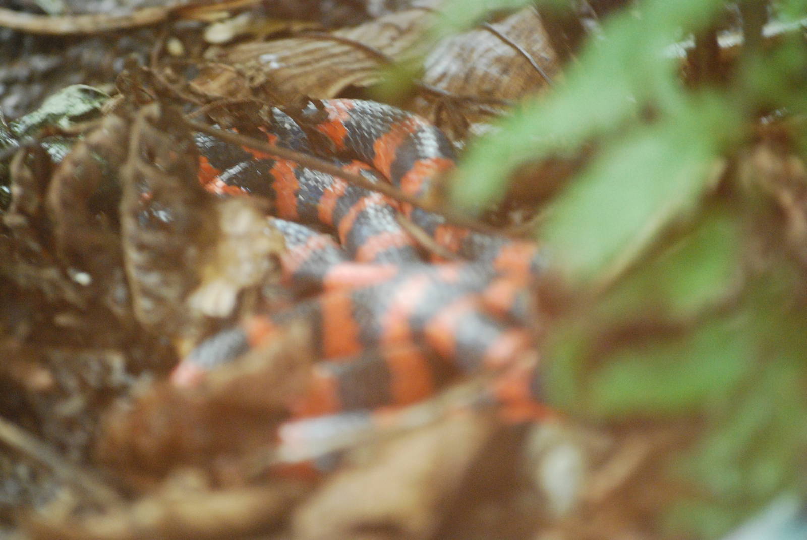 Bicolored coral snake