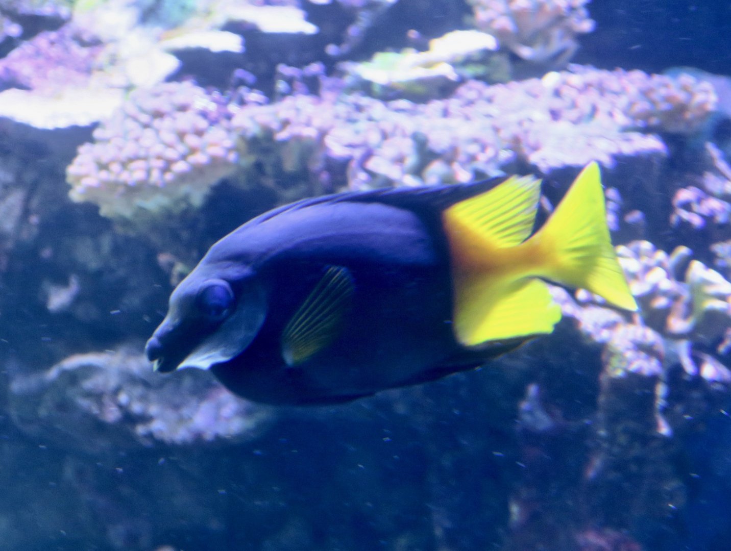 Bicolored Foxface (Siganus uspi)
