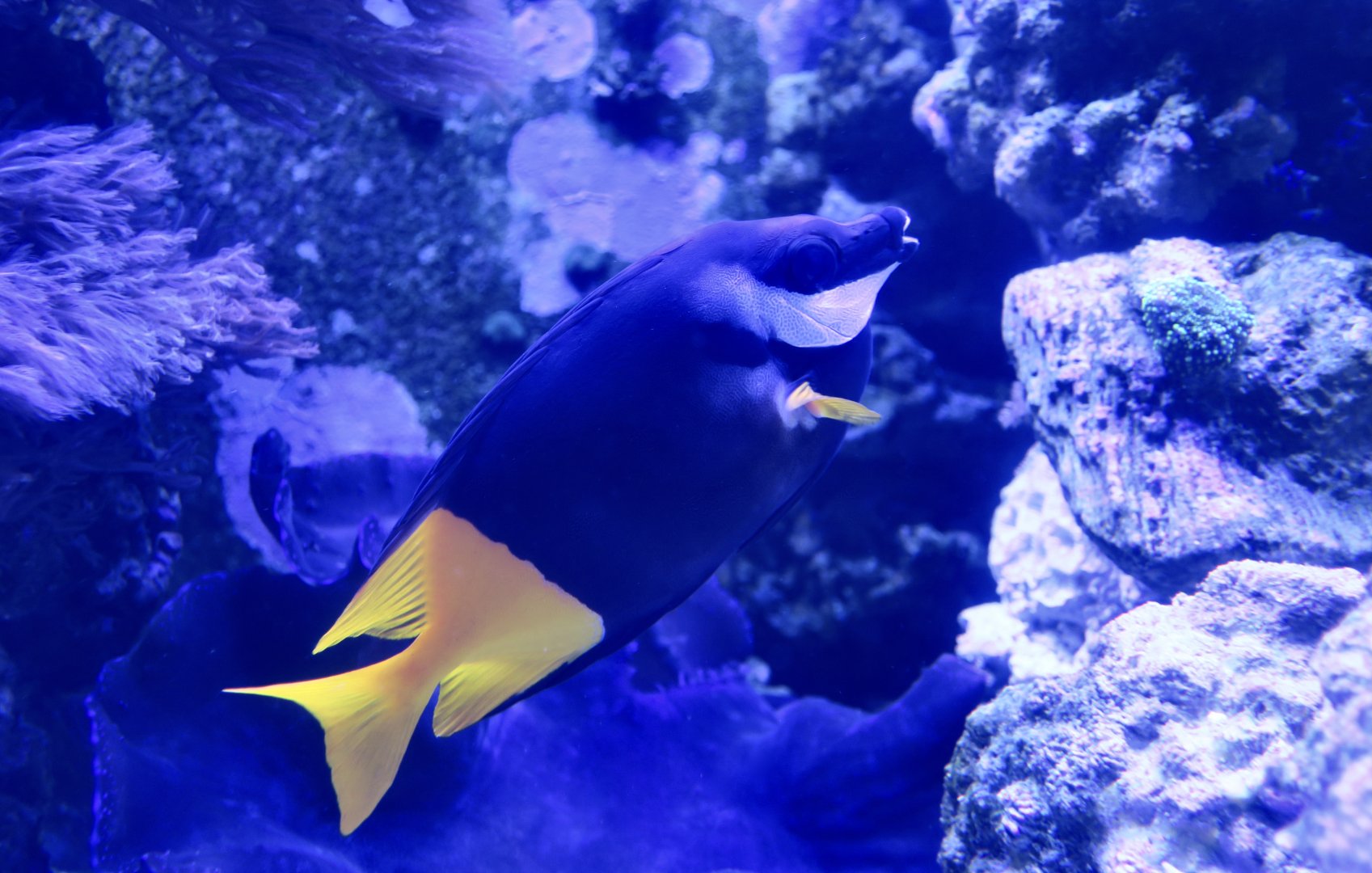 Bicolored Foxface (Siganus uspi)