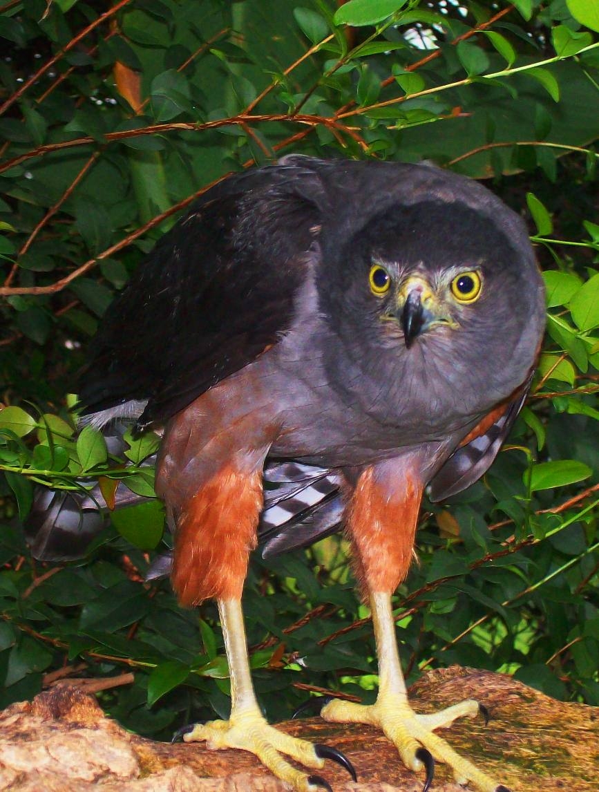 Bicolored Hawk (Accipiter bicolor)