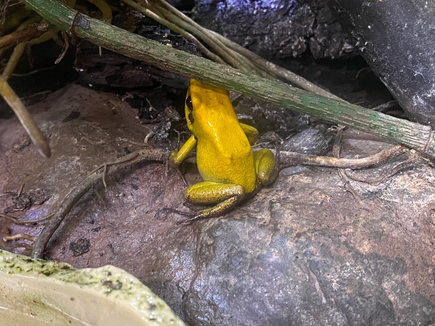 Bicolored poison dart frog 111222
