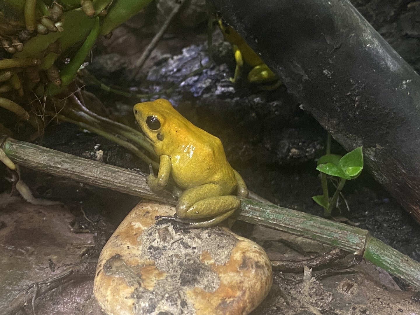 Bicolored poison dart frog 250623
