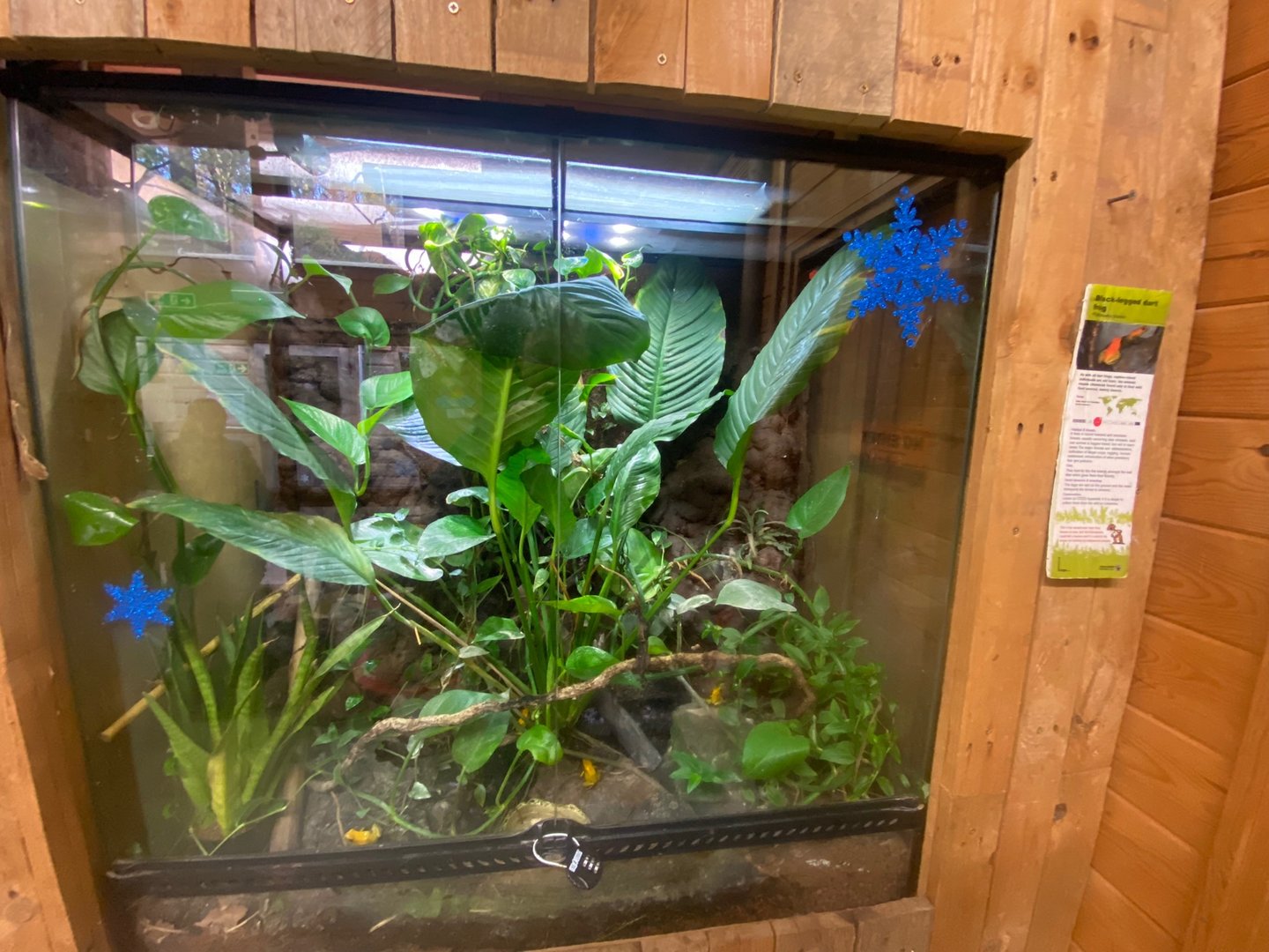 Bicolored poison dart frog exhibit 111222