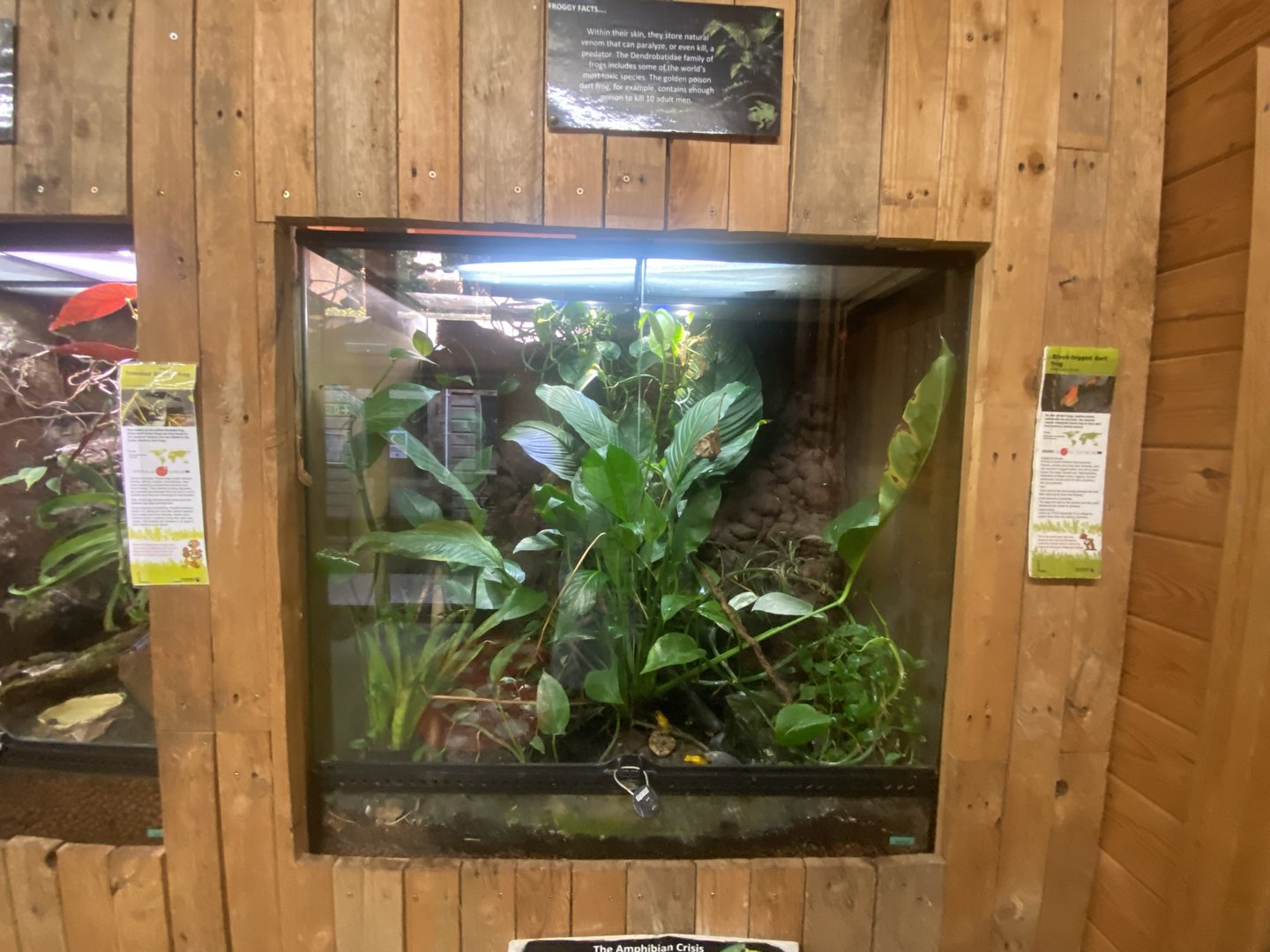 Bicolored poison dart frog exhibit 250623