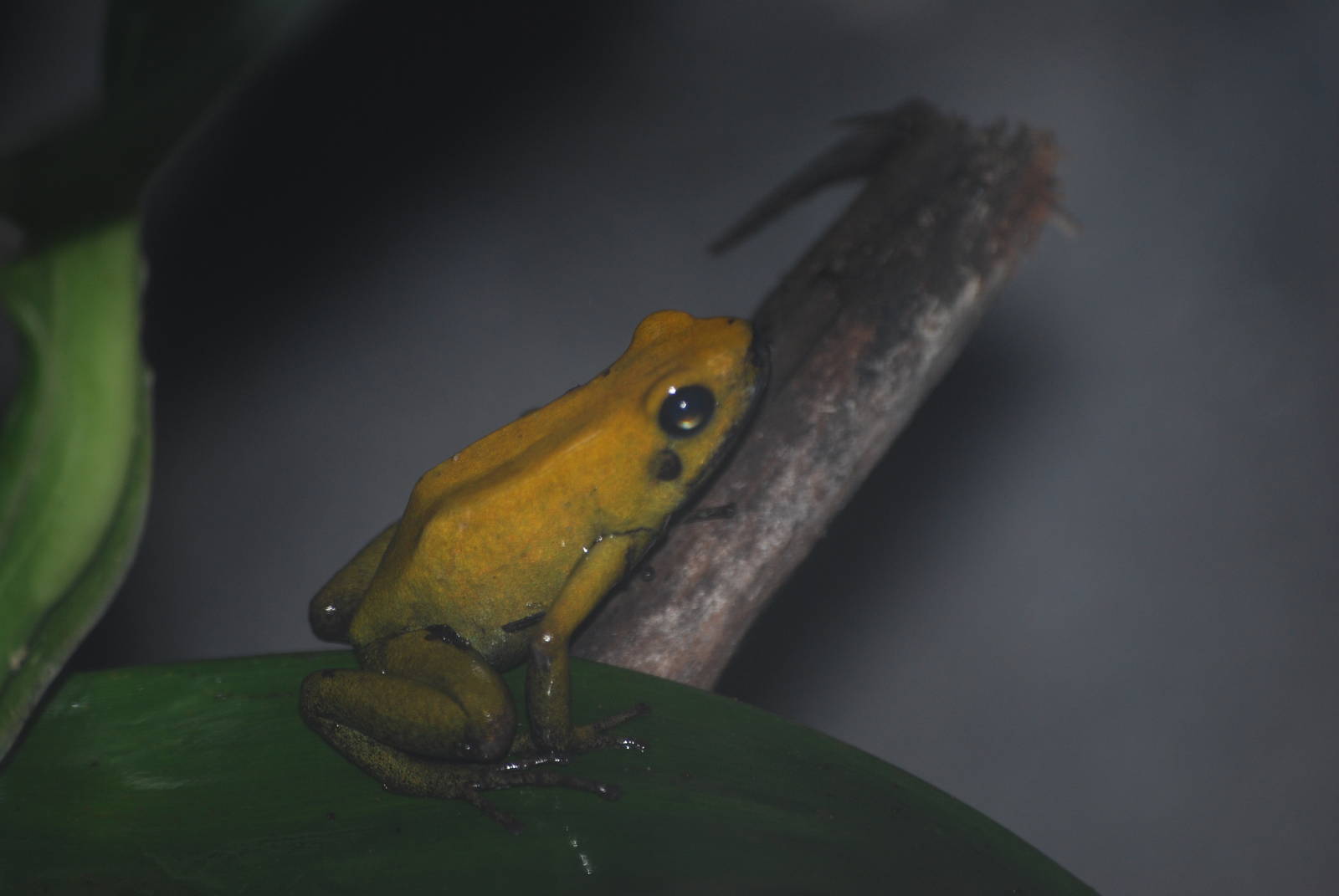 Bicolored poison-dart frog