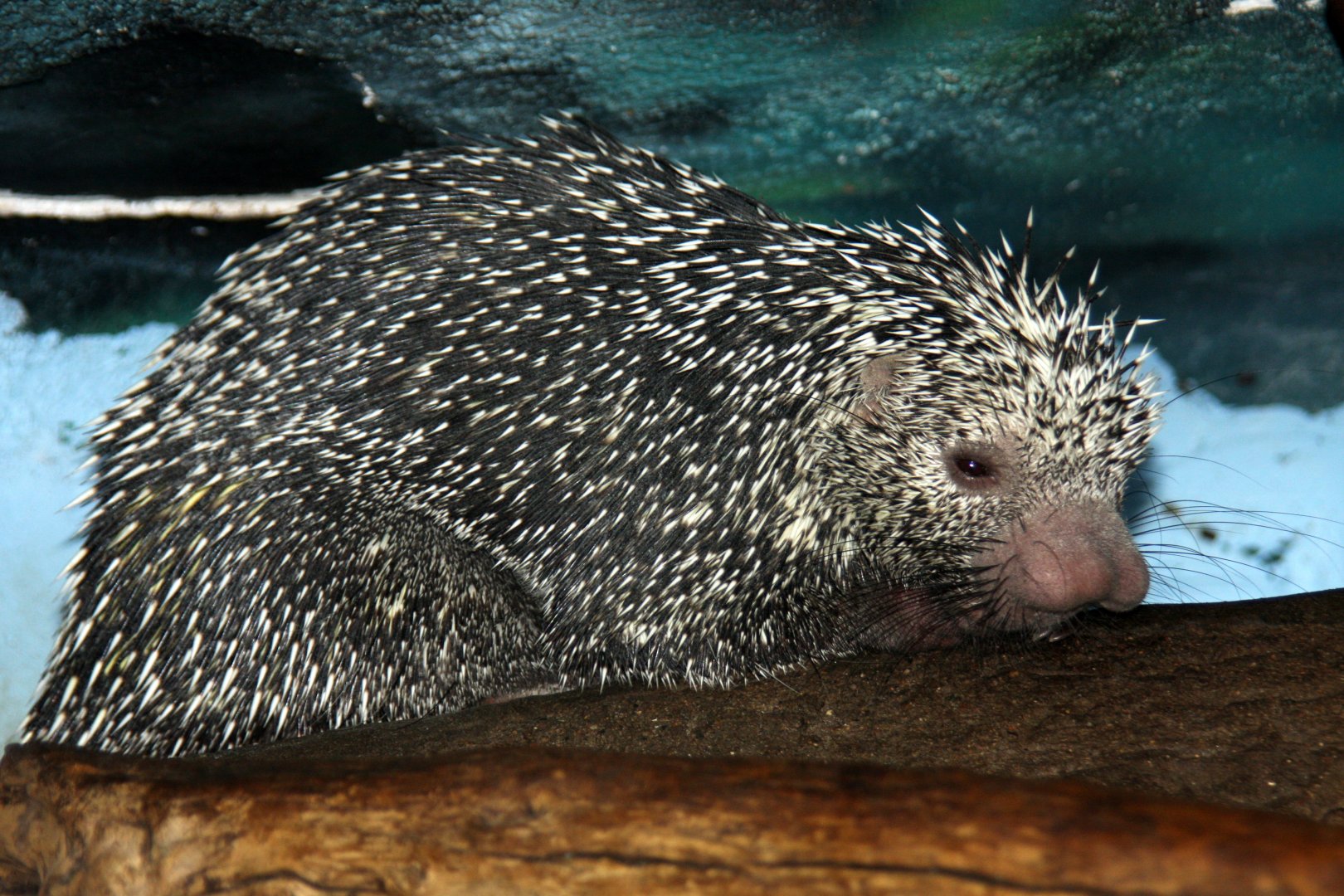 bicolored-spined porcupine (Coendou bicolor) 2010