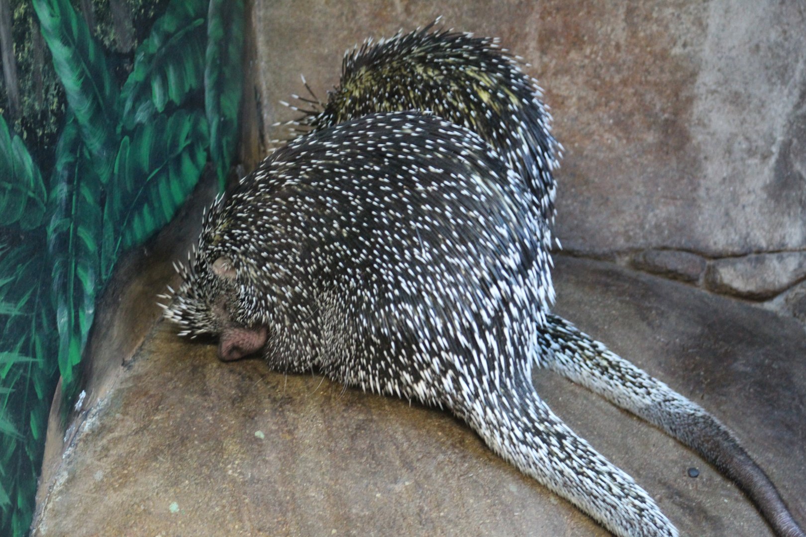 Bicolored-Spined Porcupine