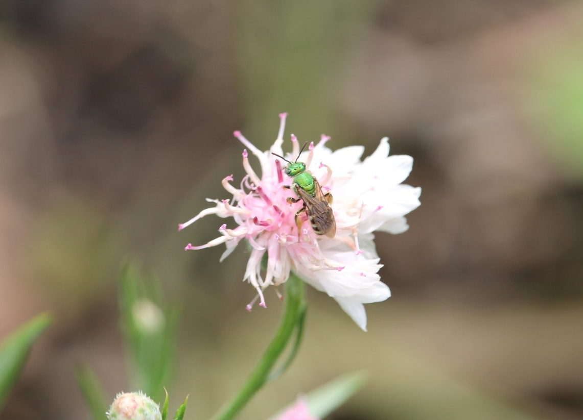 Bicolored striped sweat bee (Agapostemon virescens)