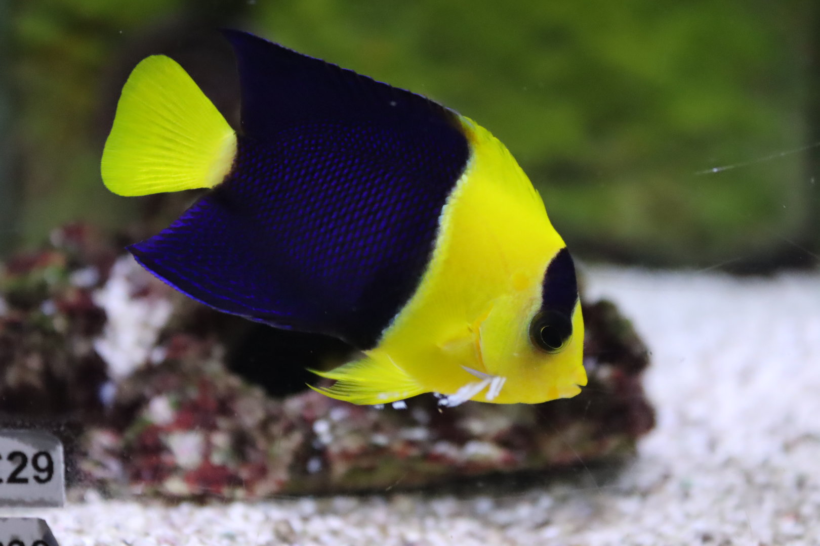 Bicolour Angelfish
