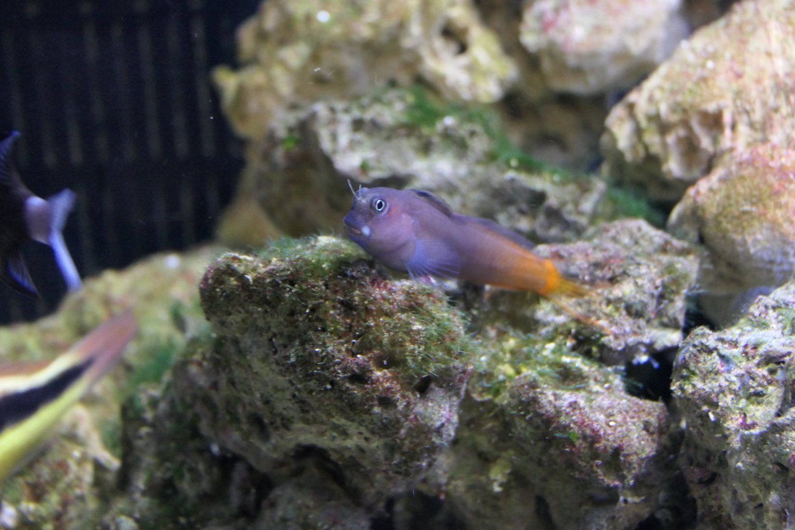 Bicolour Blenny (Ecsenius bicolor)