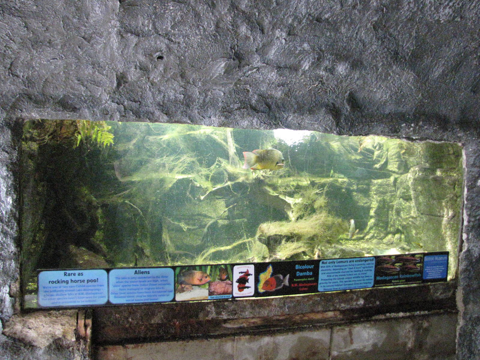 Bicolour damba and Madagascan rainbowfish