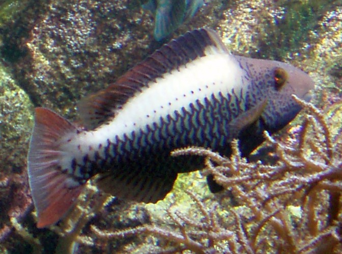 Bicolour Parrotfish (Cetoscarus bicolor)