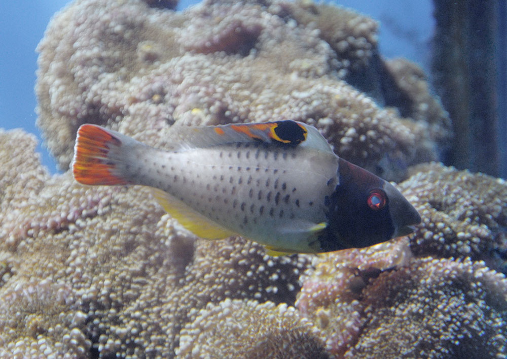 Bicolour parrotfish