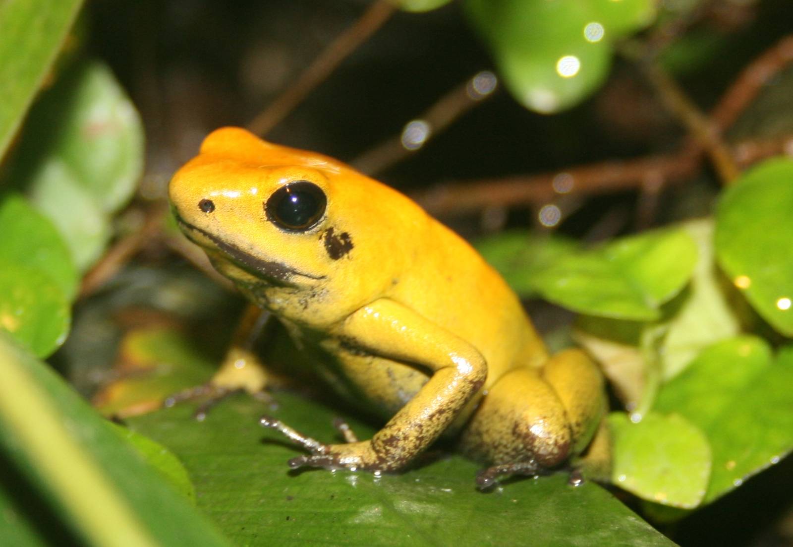 Bicolour poison arrow frog; London Zoo; 30th December 2009