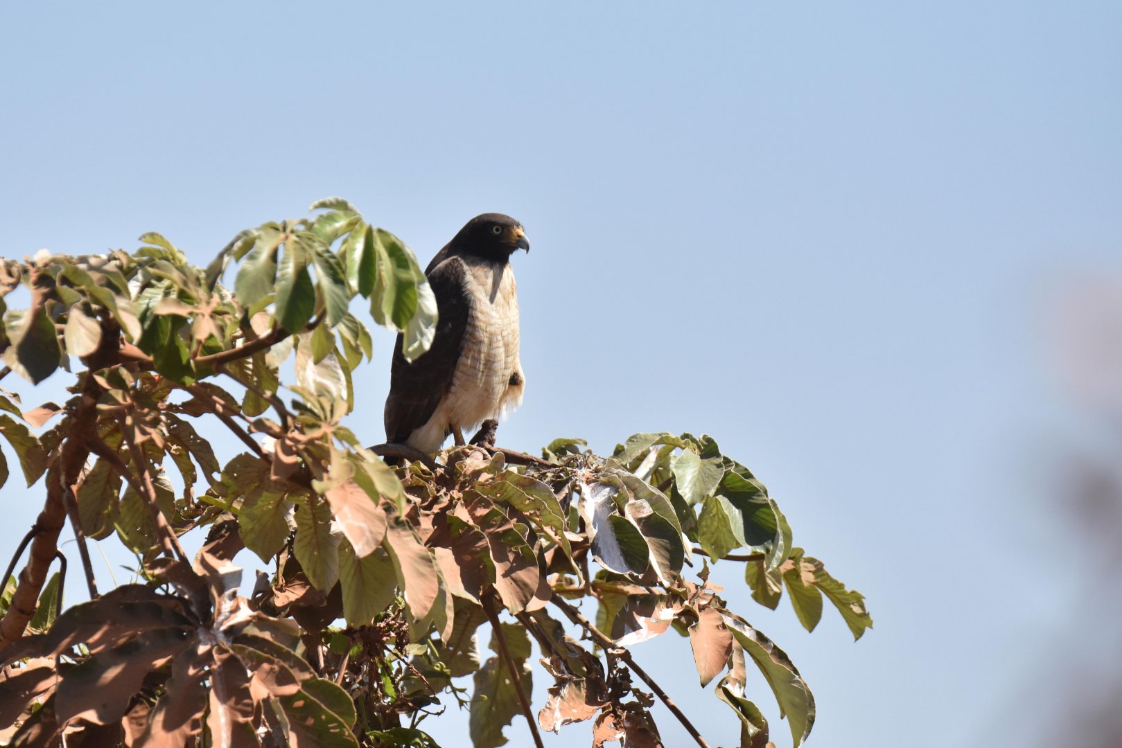 Bicoloured Hawk (Accipiter bicolor)