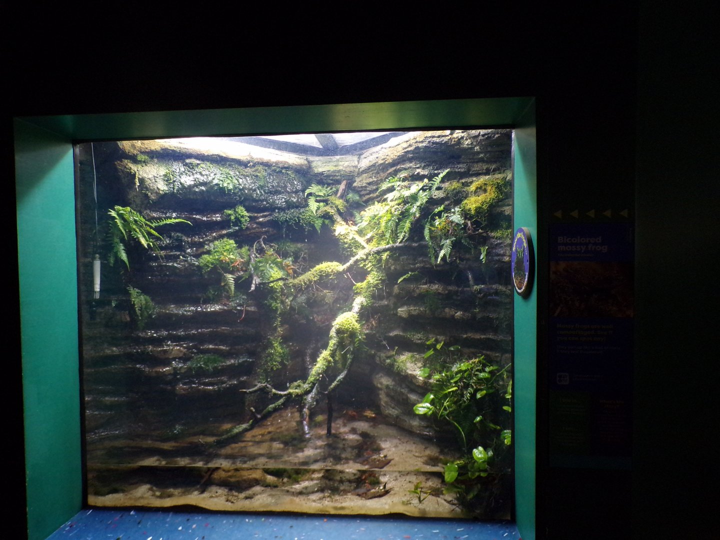 Bicoloured mossy frog terrarium 11.2.25