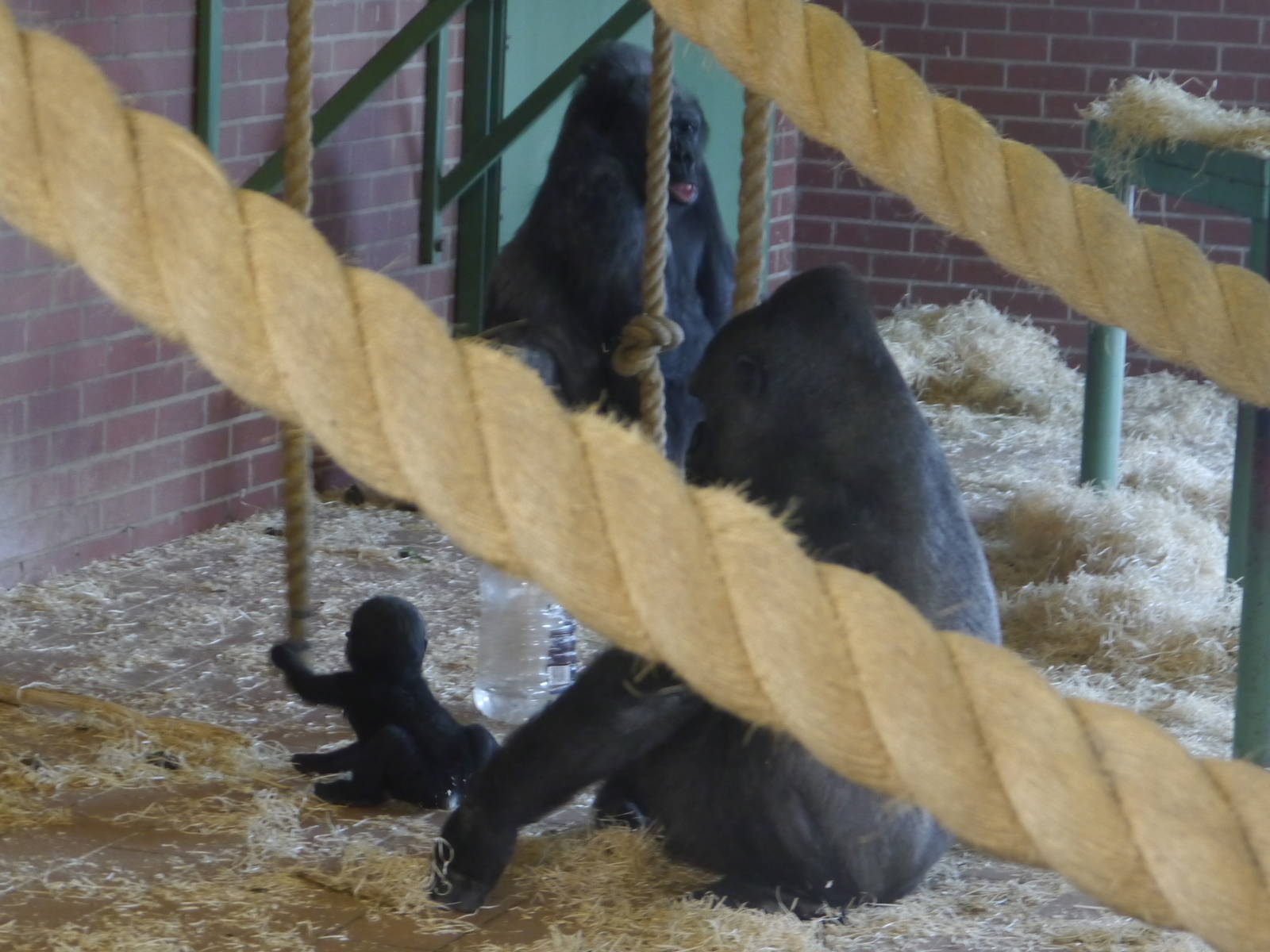 Biddy, Ozala and Lope - 28/4/2013