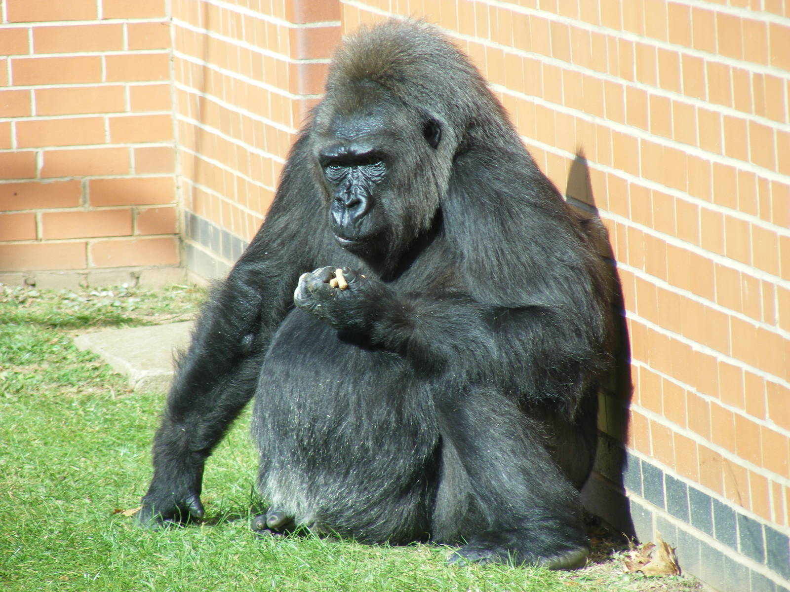 Biddy the gorilla at Twycross Zoo, 25 September 2009