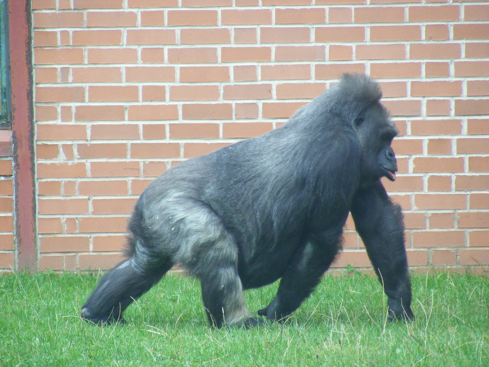 Biddy the gorilla at Twycross Zoo, 29 August 2010