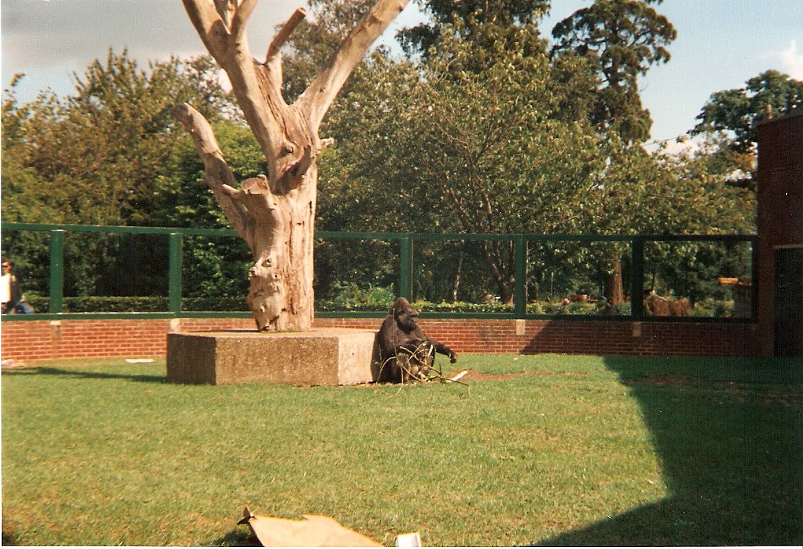 Biddy the gorilla at Twycross Zoo, 9 September 1995