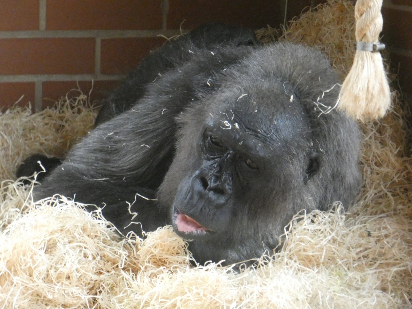 Biddy the Western lowland gorilla