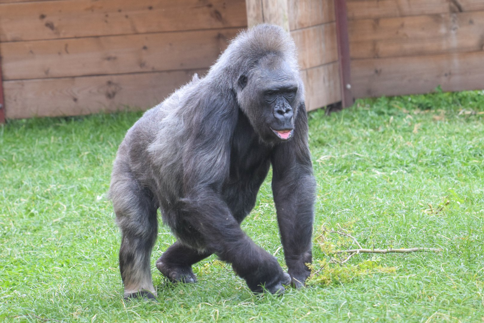 Biddy - Western Lowland Gorilla