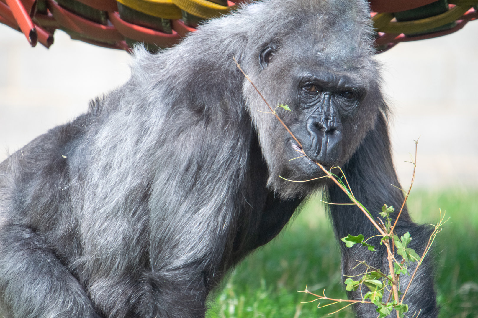 Biddy - Western Lowland Gorilla
