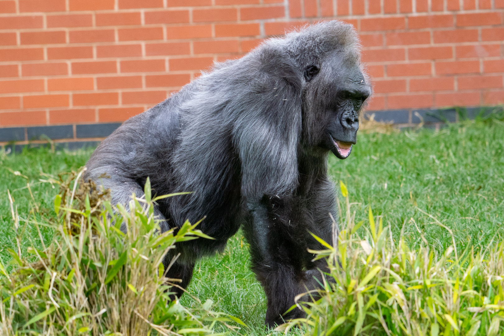 Biddy - Western Lowland Gorilla