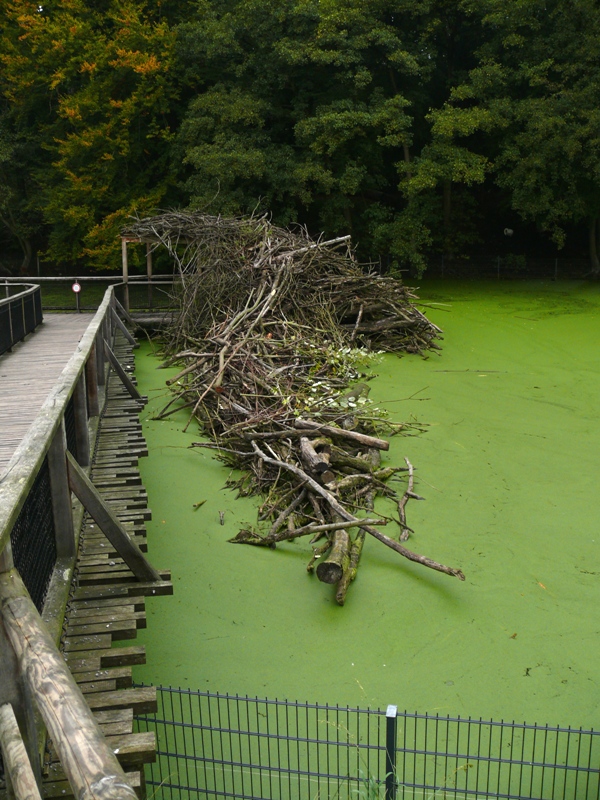 Bielefeld Tierpark Olderdissen - beaver den
