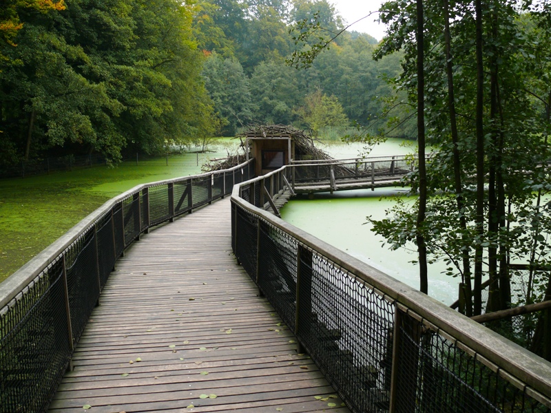Bielefeld Tierpark Olderdissen - catwalk through beaver/Nutria enclosure