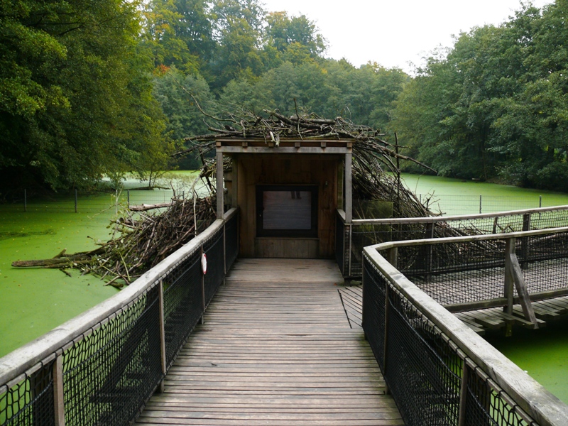 Bielefeld Tierpark Olderdissen - insight into beaver den