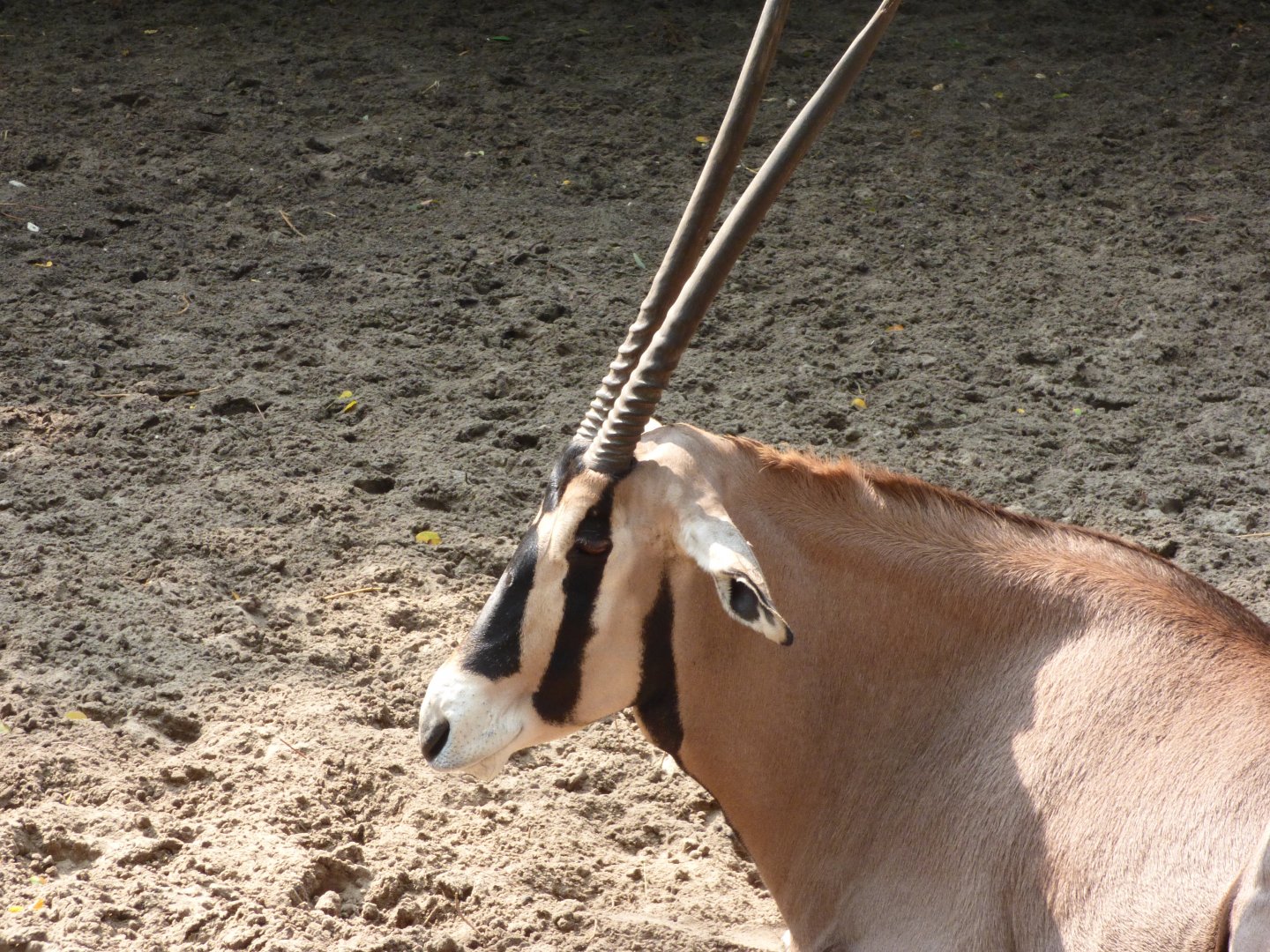 Biesa Oryx